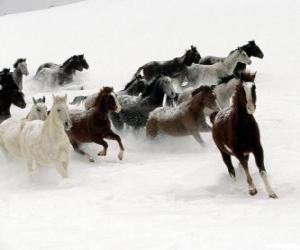 пазл Табун лошадей, работающих в снегу